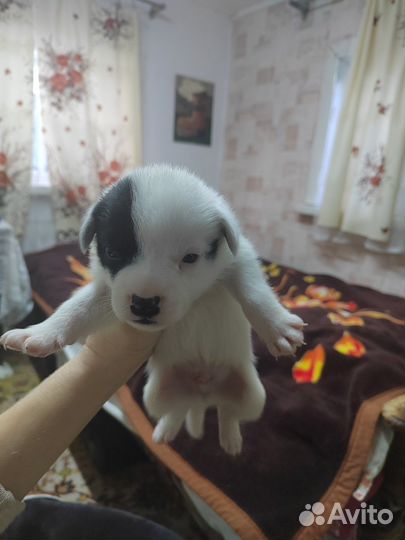 Отдам щенков в добрые руки бесплатно