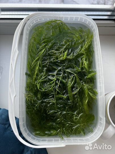 Роголистник