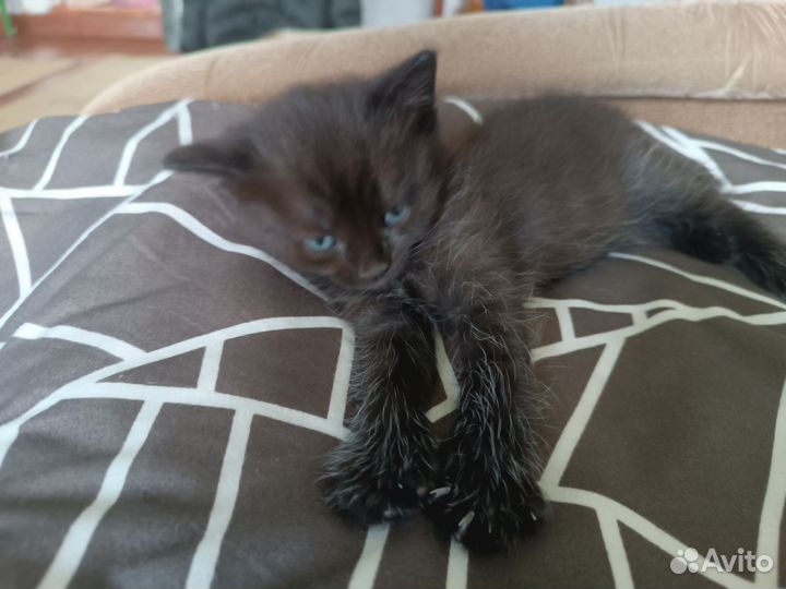 Отдам бесплатно котят в добрые руки (мальчики)