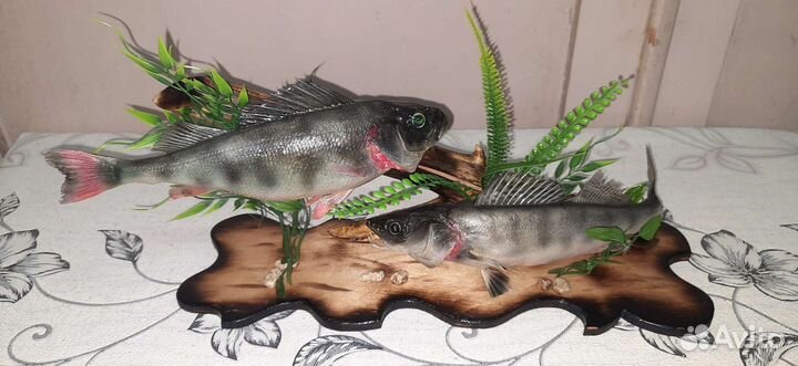 Чучела из щуки, берша, судака