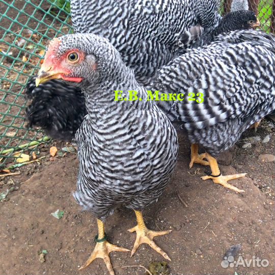 Петух породы Амрокс