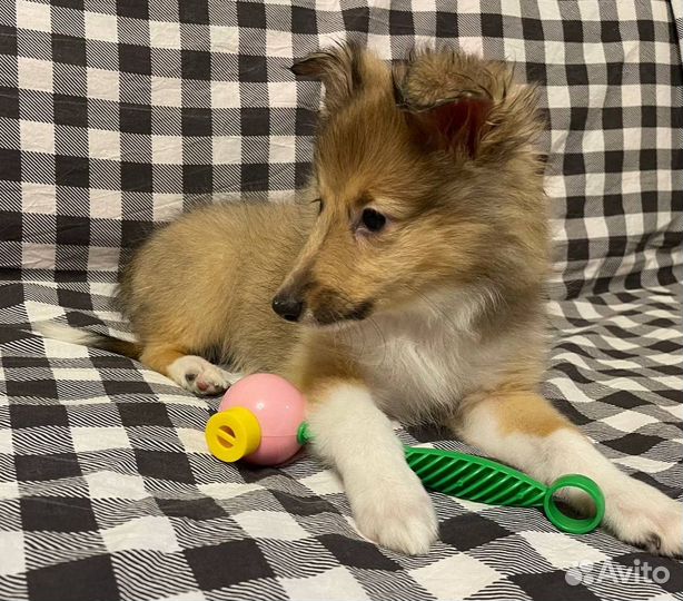 Щенки Шелти