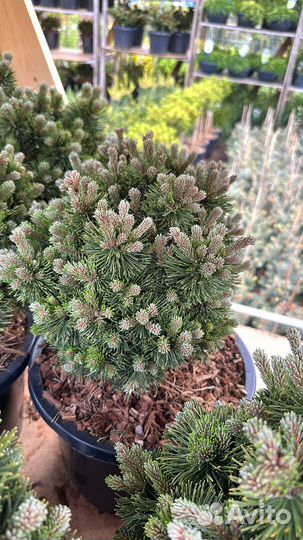 Сосна Пикобелло