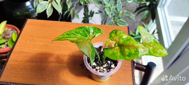 Сингониумы сортовые