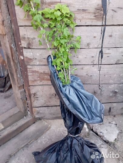 Красная смородина