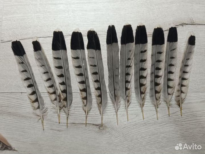 Перья сокола