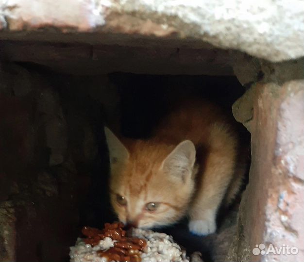 Агнесса кошка в добрые руки