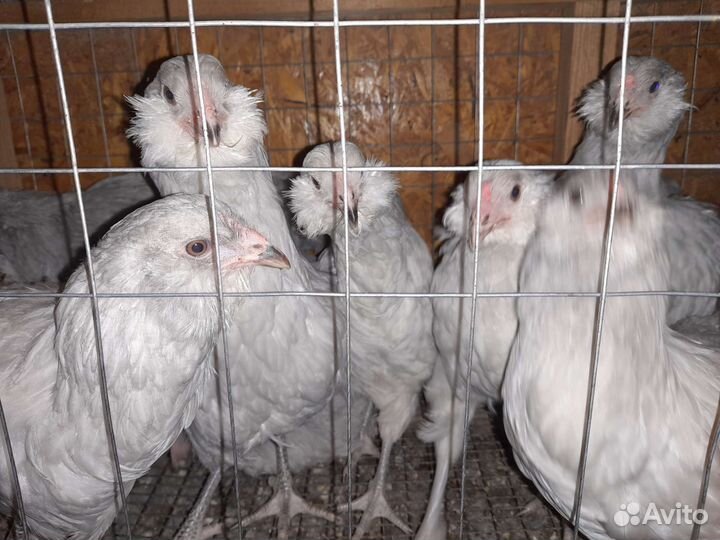 Амераукан петушки