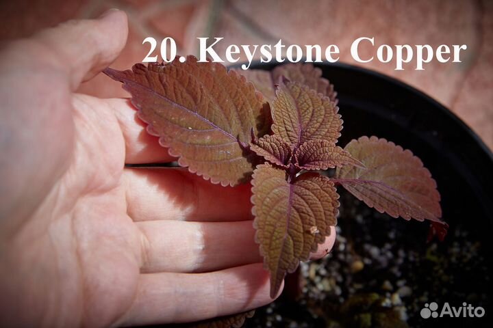 Колеусы 40 сортов