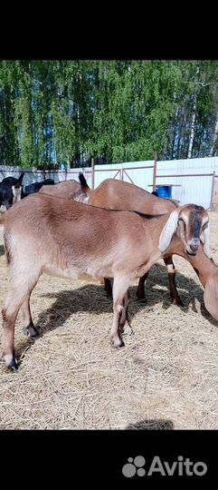 Коза нубийская