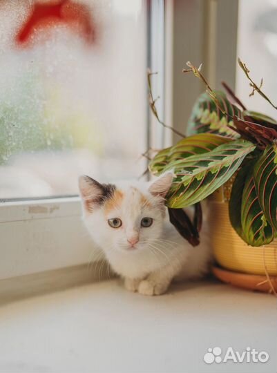 Котенок девочка в добрые руки