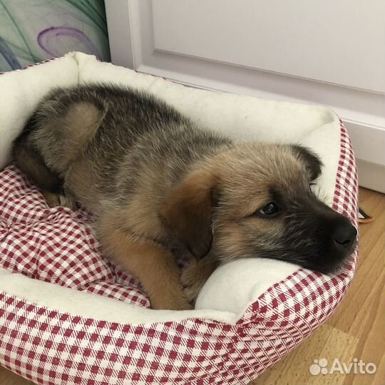 Щенок бордер терьер