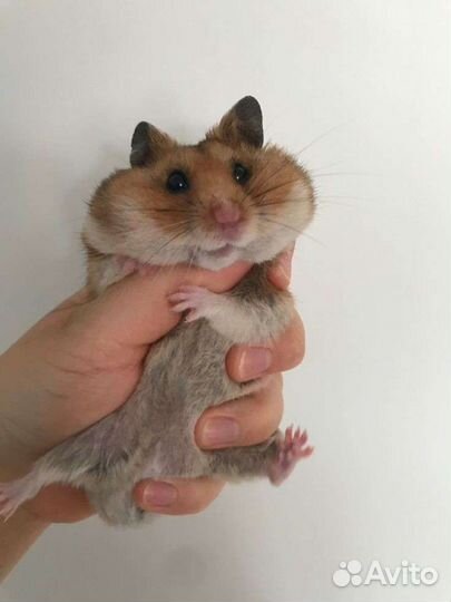 Приют для всех видов грызунов