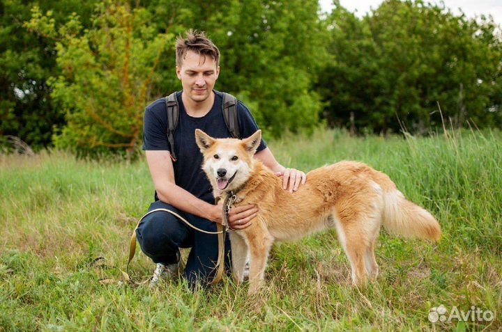 Шикарный кобель в поисках дома