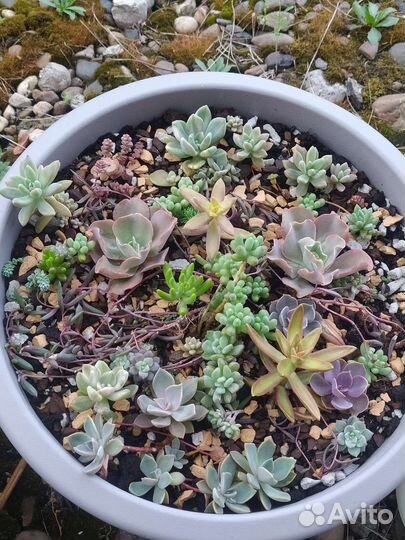 Суккуленты. много видов
