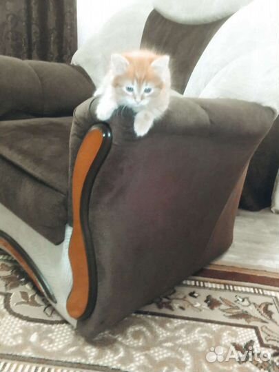 Котенок в дар