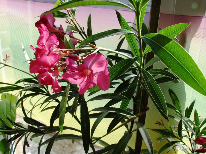 Олеандр цветущий ярко малиновый