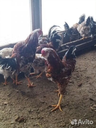 Орловские ситцевые