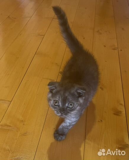 Шотландские котята