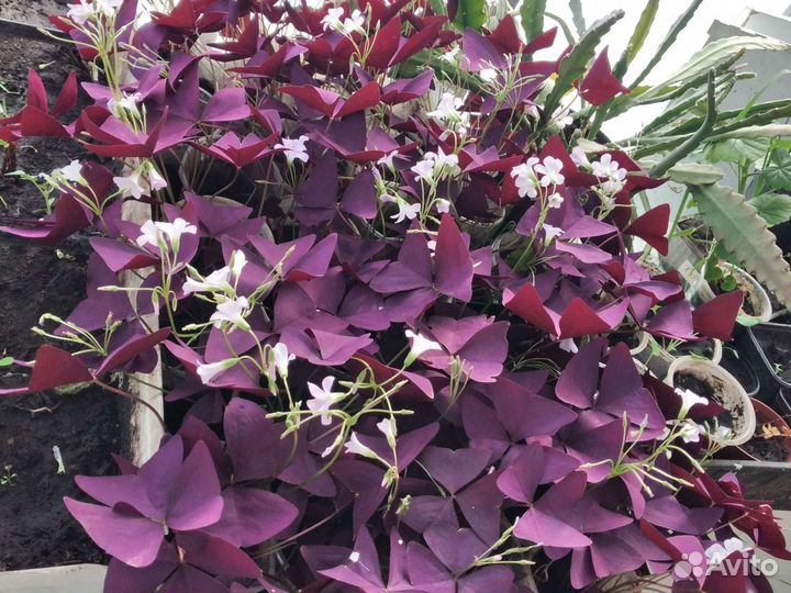 Оксалис,Кислица,гиппеаструм,толстянка