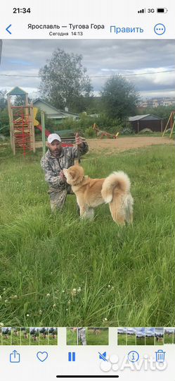 Дрессировка собак