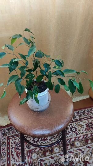 Дендробиум