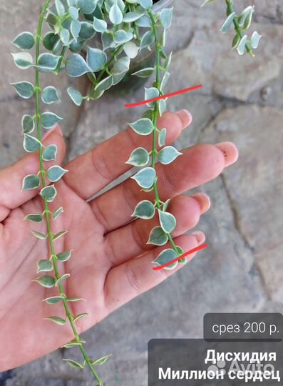 Хойя (4 часть)