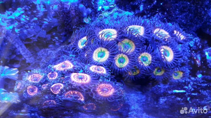 Кораллы актиния палитоя монтипора морской аквариум