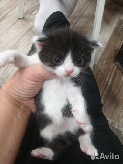 Котята в добрые руки бесплатно