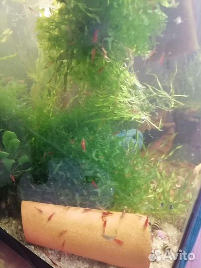 Улитки хилены