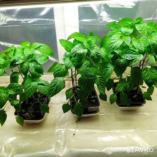 Перец сладкий. Мощная рассада