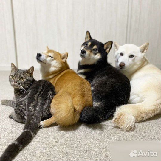 Дог ситтер, няня и передержка для собак и кошек