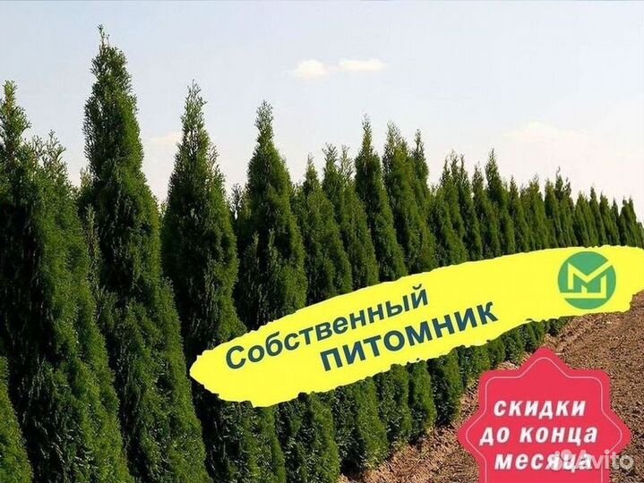 Туя