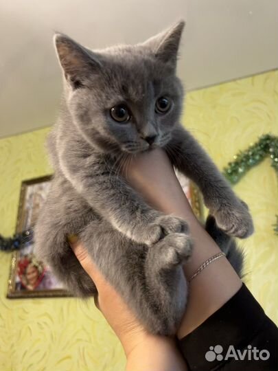 Котятки