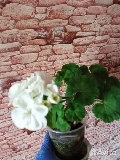 Пеларгония герань