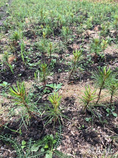 Сеянцы кедра сибирского