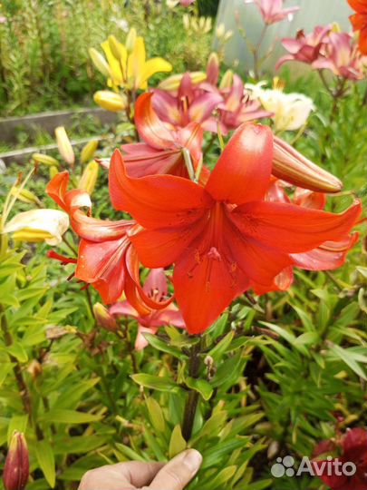 Цветы лилии садовые