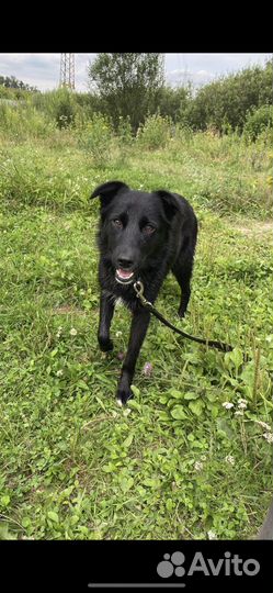 Робость и тепло