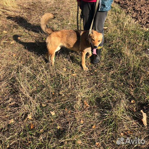 Собака в дом