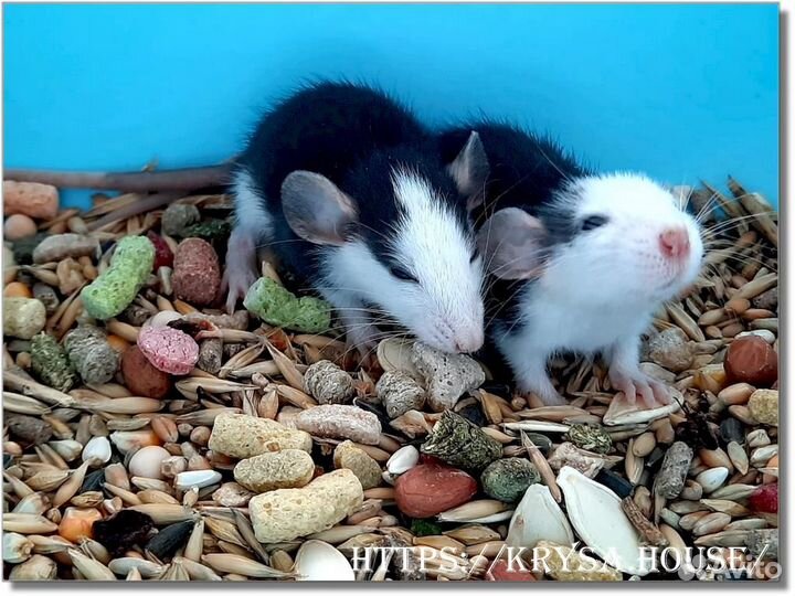 Крысы. Крысята Хаски (Дамбо)