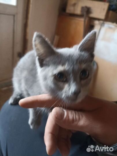 Отдам котенка в добрые руки