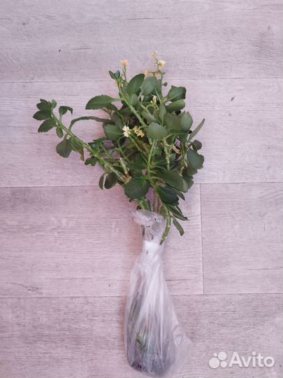 Каланхоэ блоссфельда