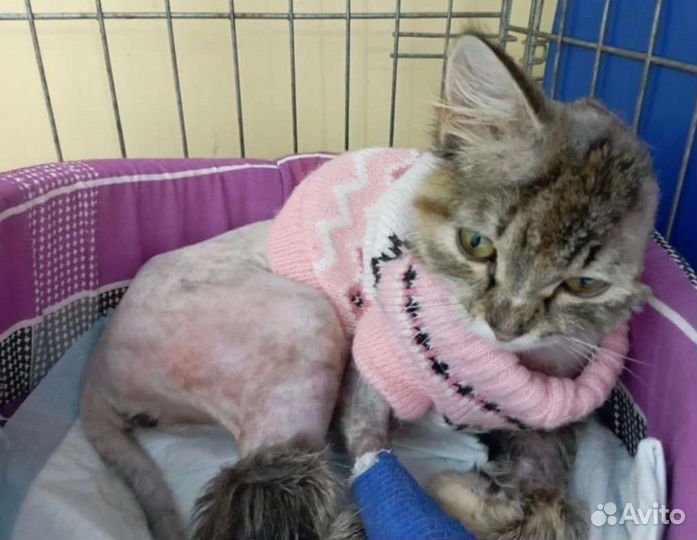 Малышка без ушка из трансформаторной будки