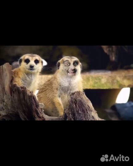 Подбop аудиотехники mcintosh N10 1