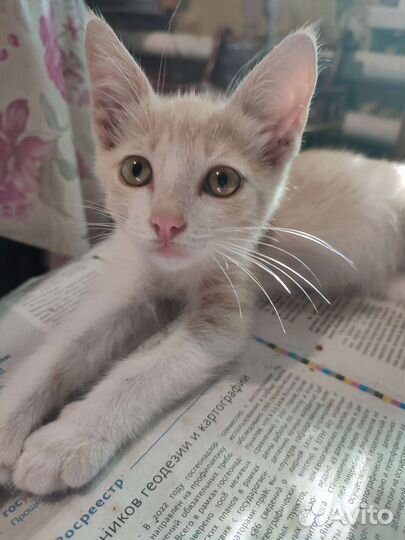Котик Персей