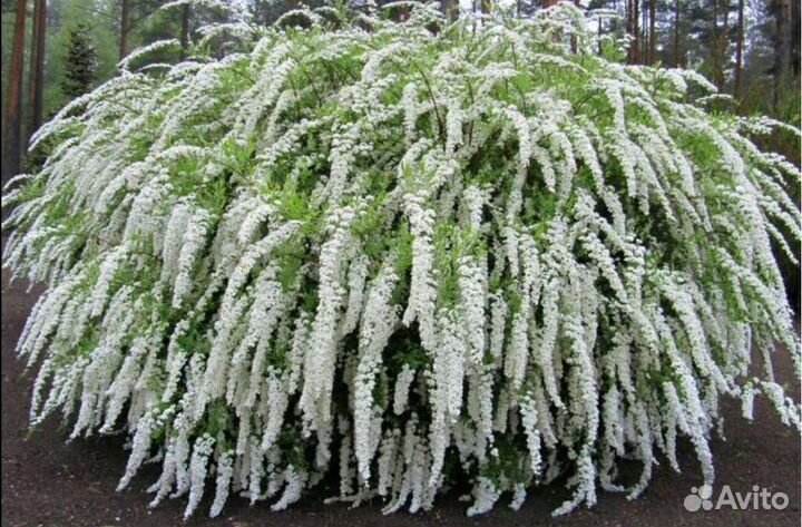 Спирея серая Грефшейм