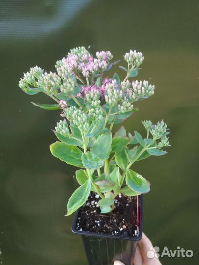 Котовник и барвинок