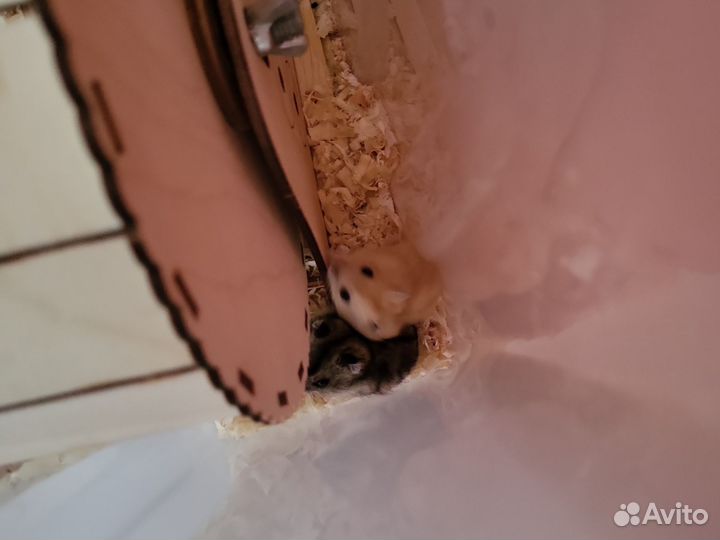 Джунгарские хомячки