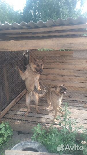 Отдам бесплатно