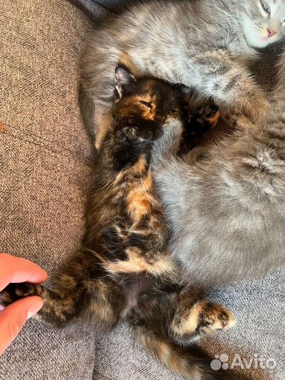 В добрые руки